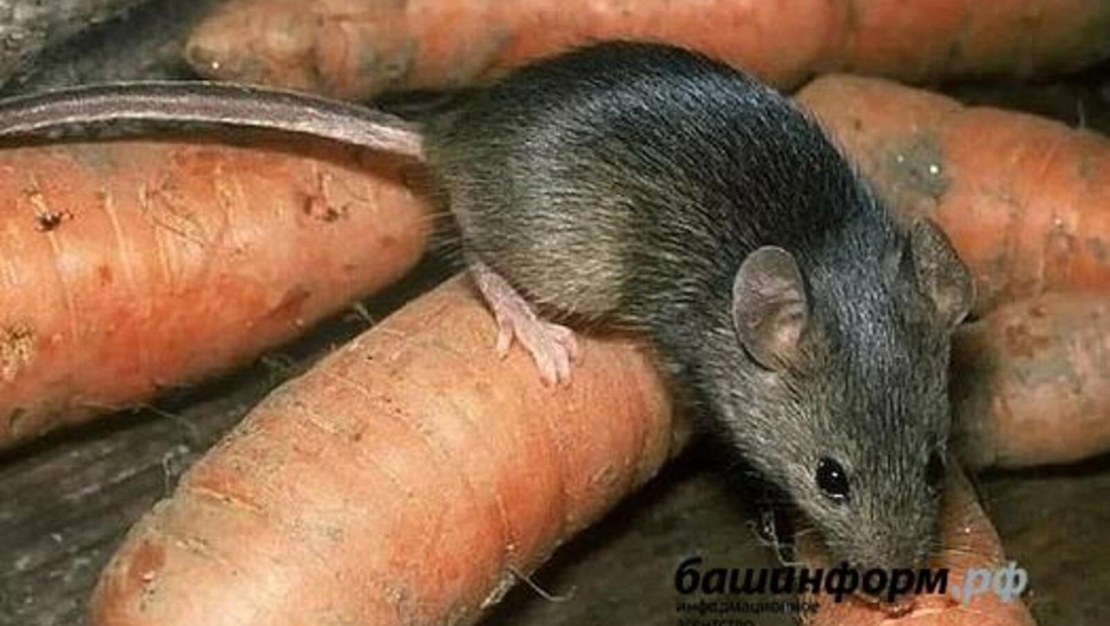 В летнем лагере Башкирии двое детей заразились мышиной лихорадкой