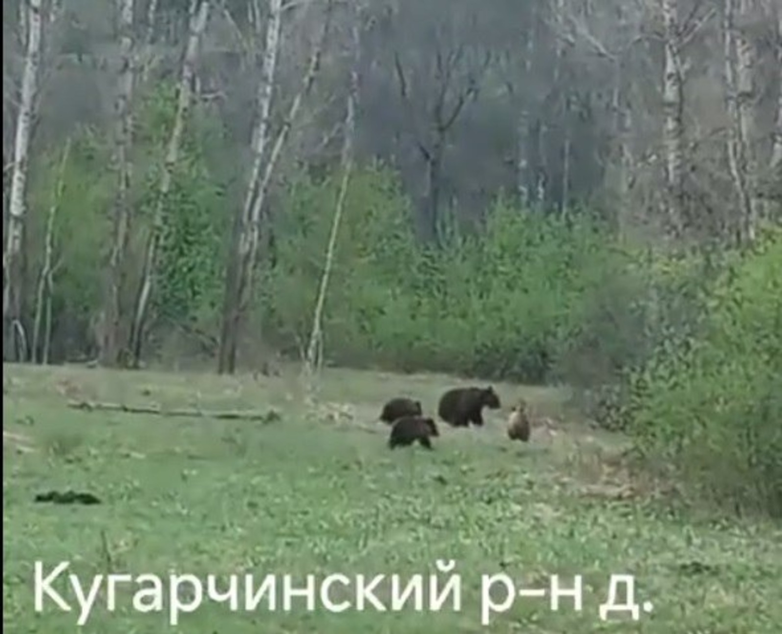 Фото: скрин видео