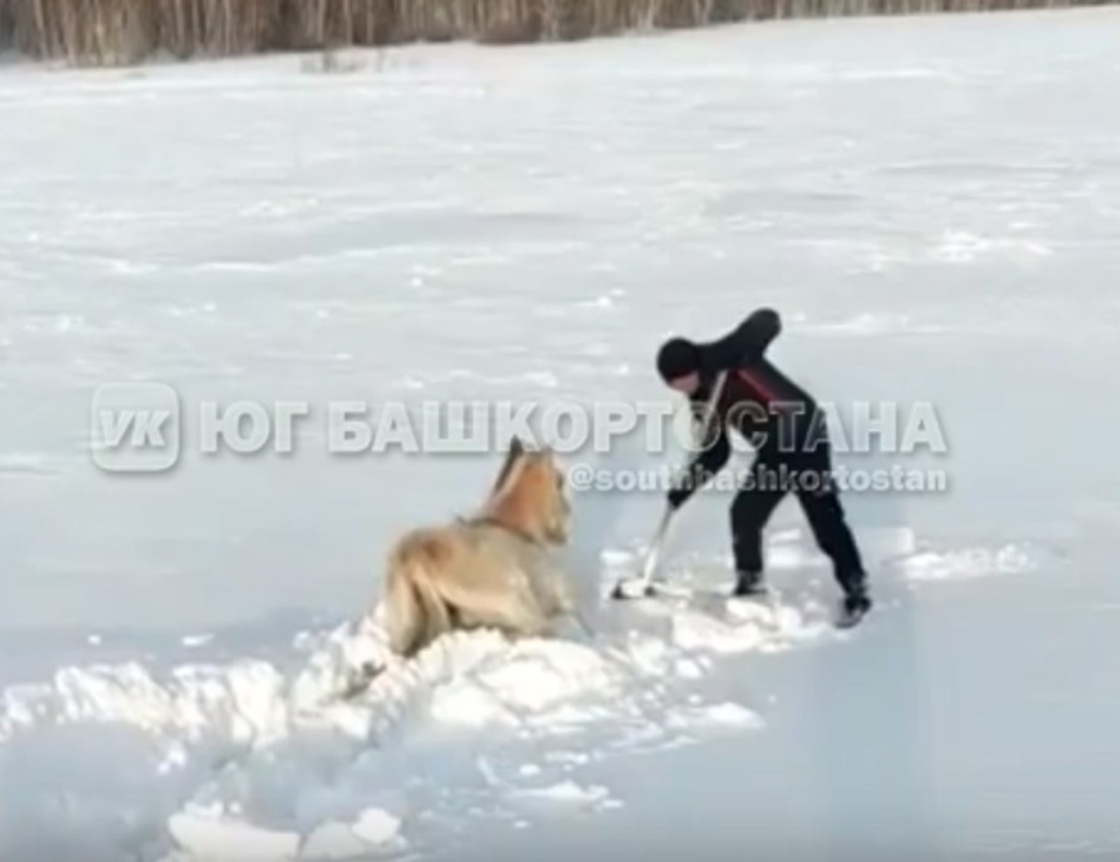 Житель Башкирии спас из снежного плена лошадей