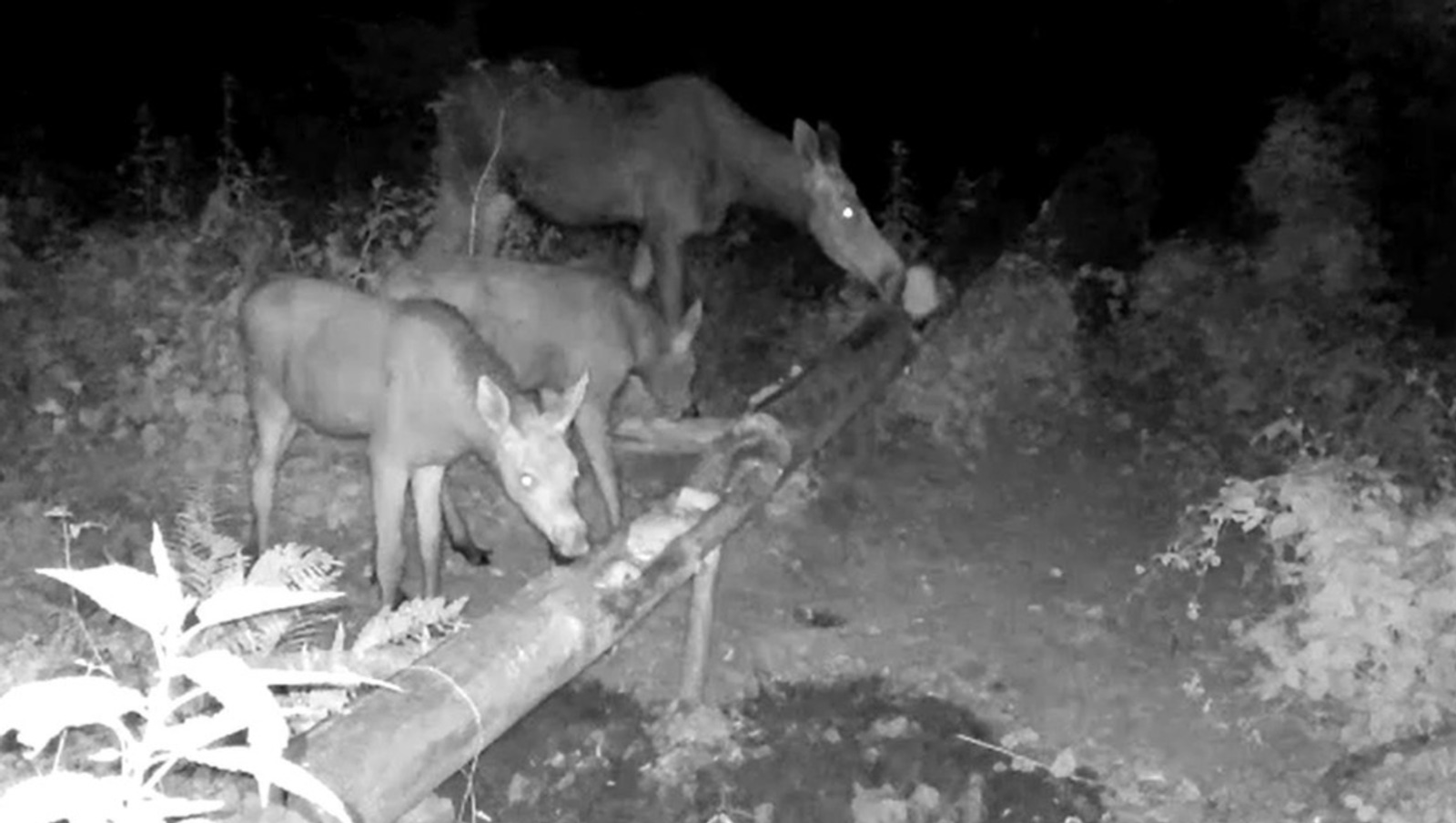 минприроды РБ