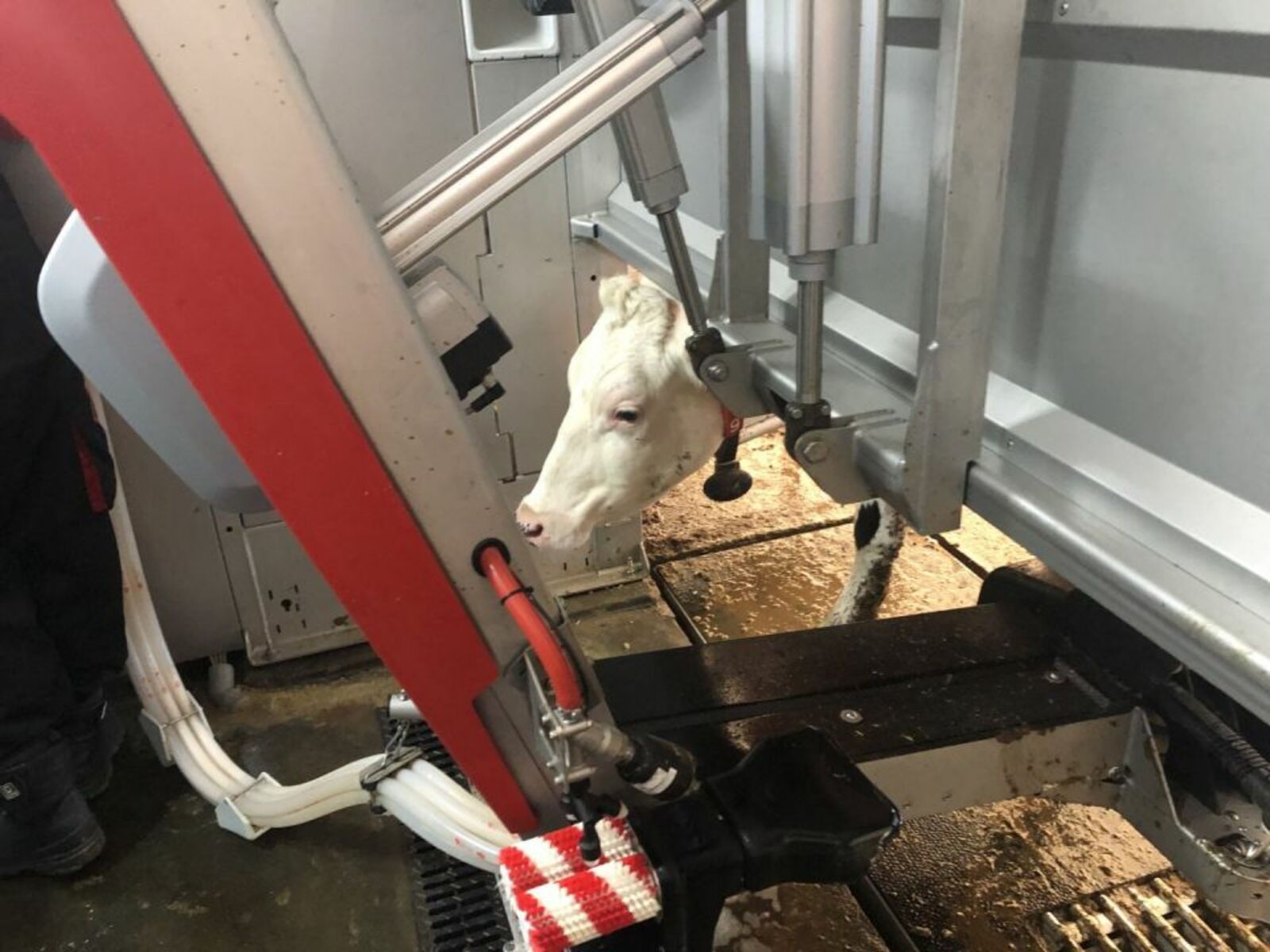 В молочном животноводстве Башкортостана используется 37 роботизированных систем