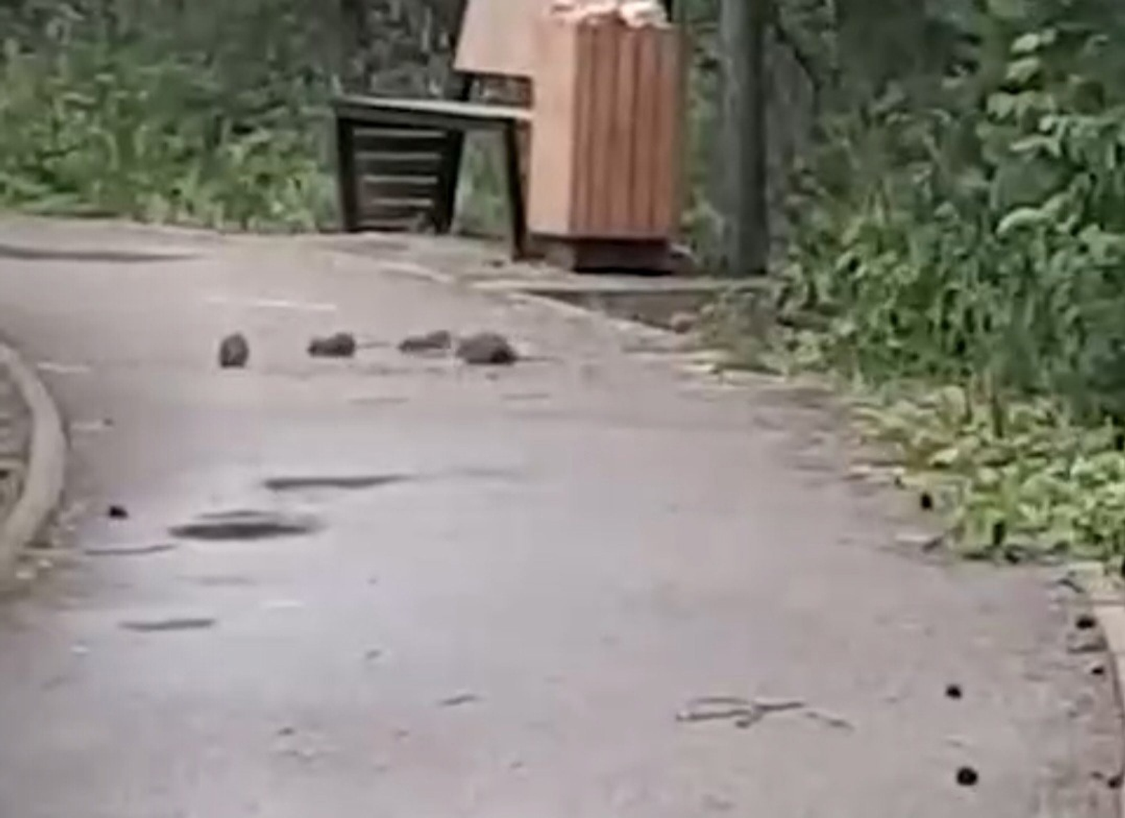 Фото: скриншот видео