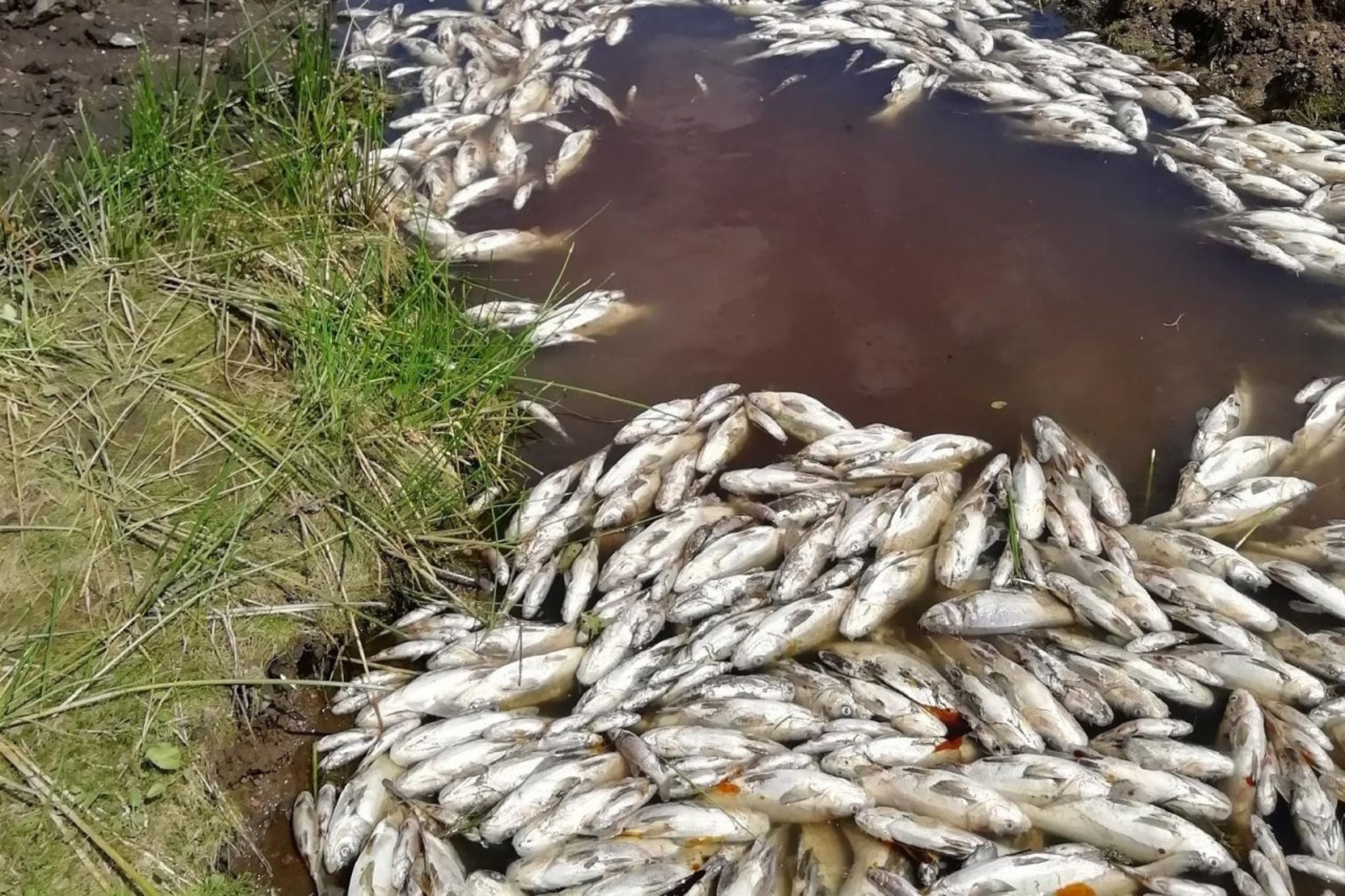 В Башкирии на реке у Сибая массово погибла рыба