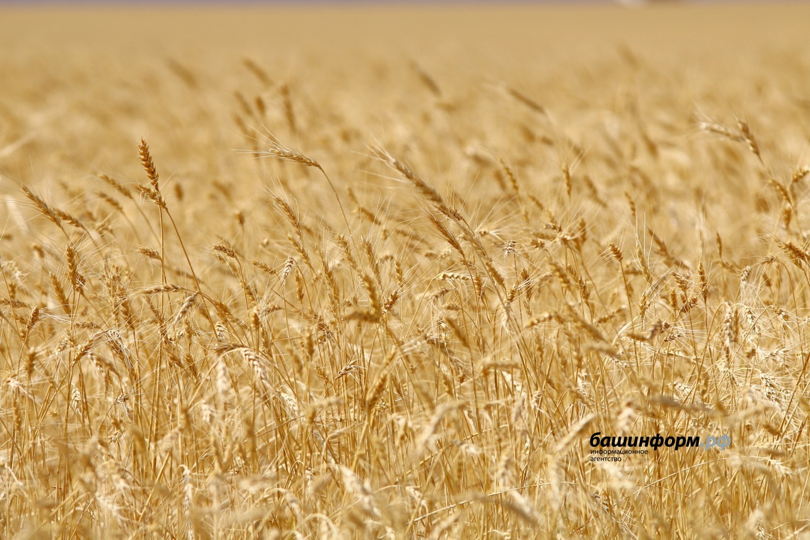 Урожай зерна в Башкирии превысил 1,3 млн тонн