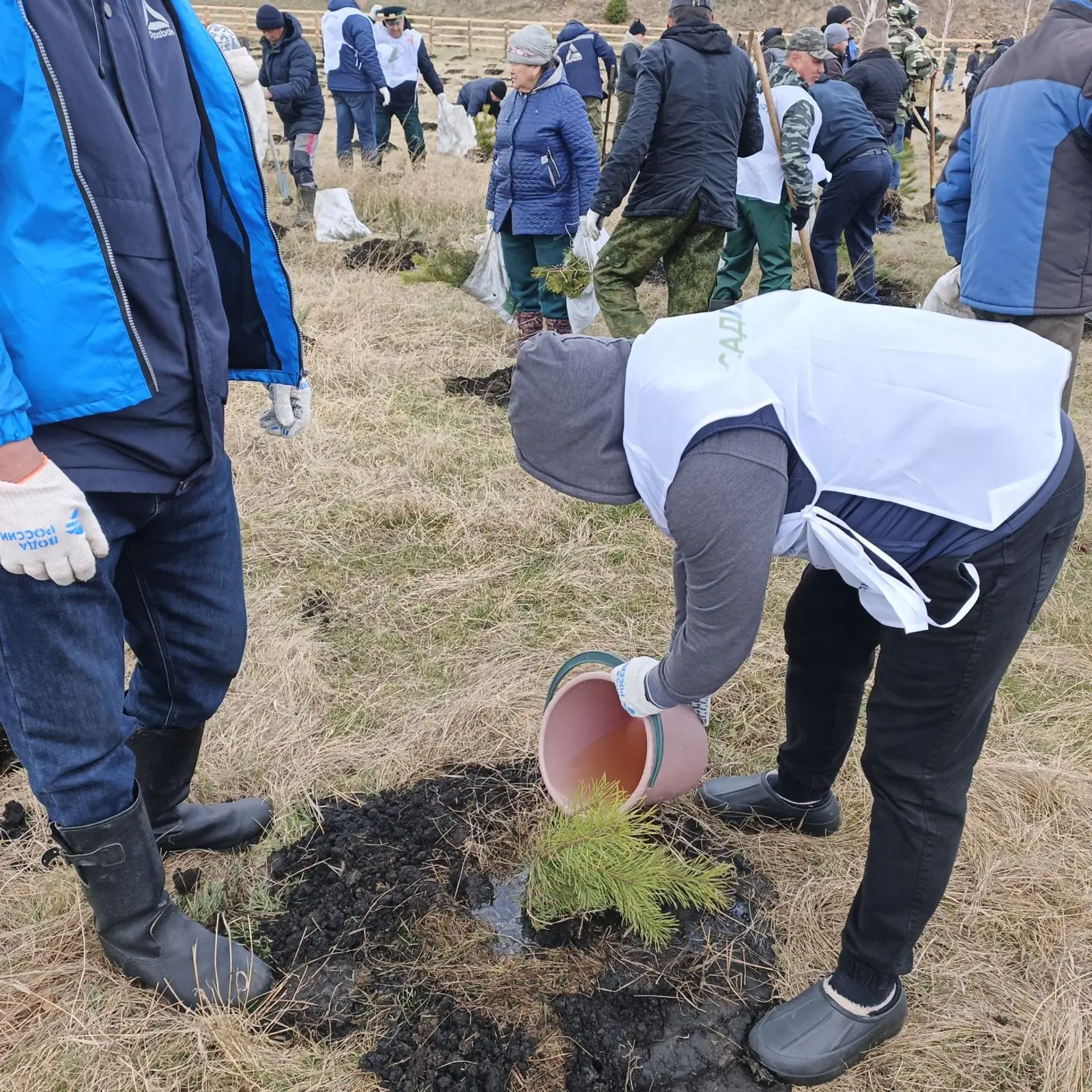 В Баймакском районе на берегу озера Талкас высадили две тысячи сосен