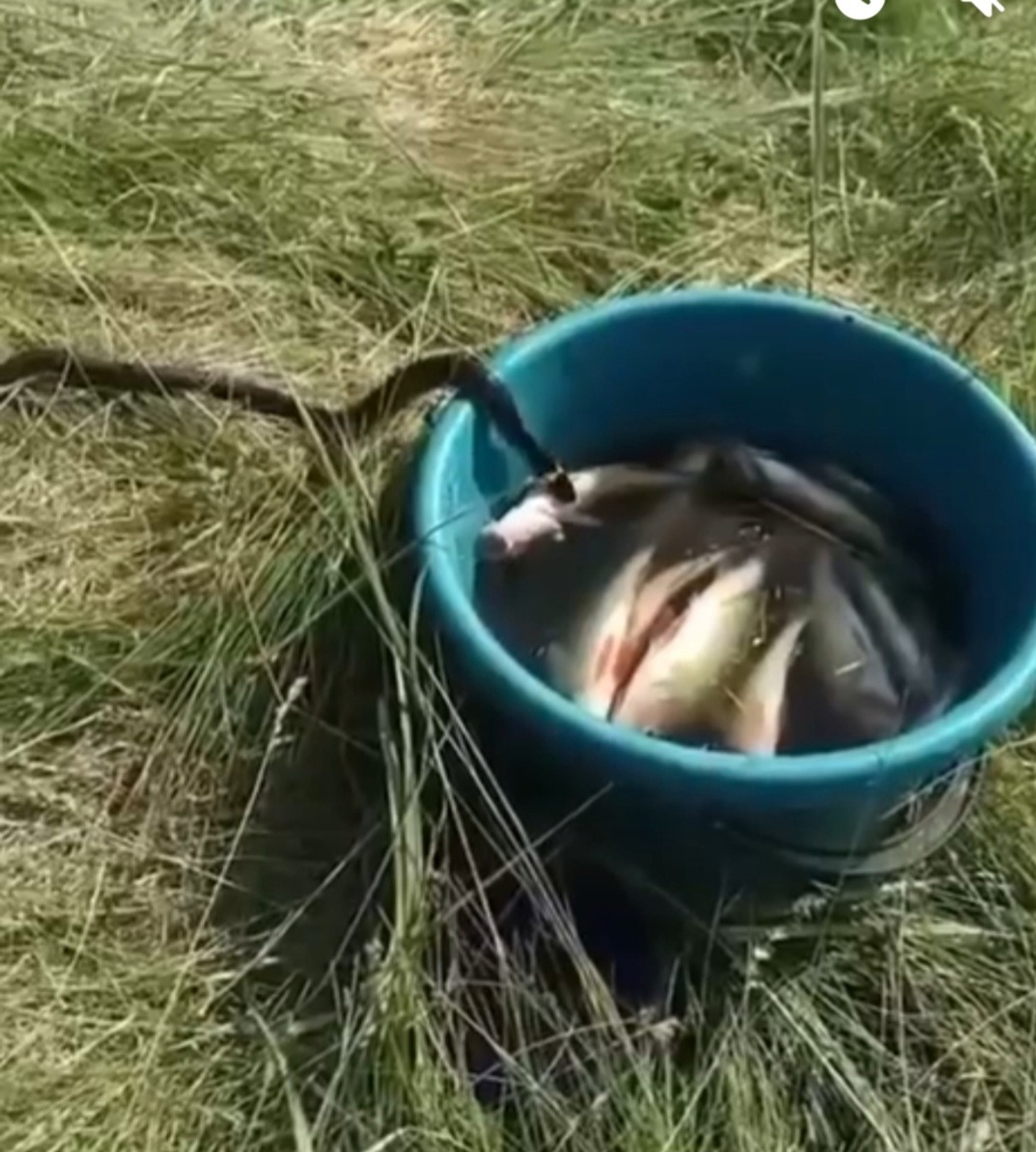 Фото: скрин видео