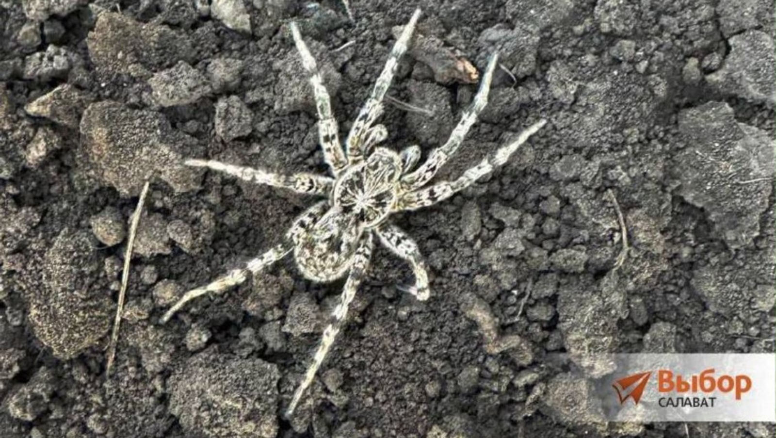 газета "Выбор"