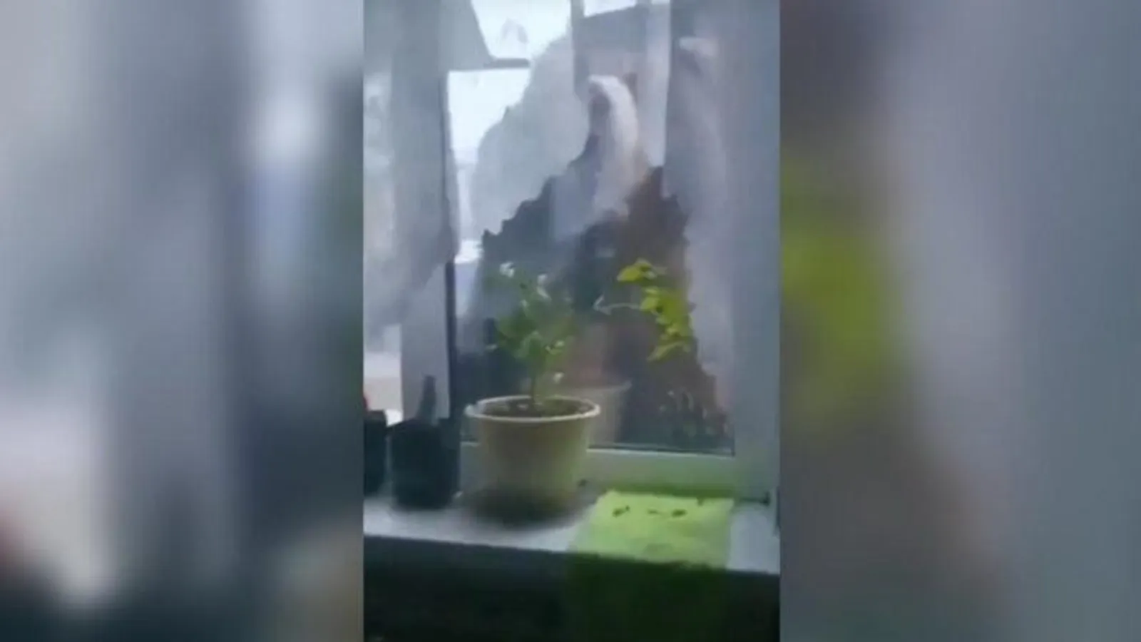 Фото: скрин видео