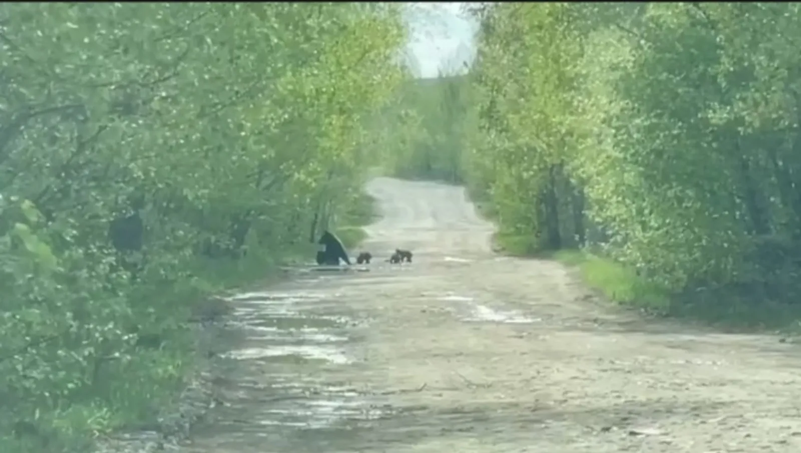 Фото: скриншот видео