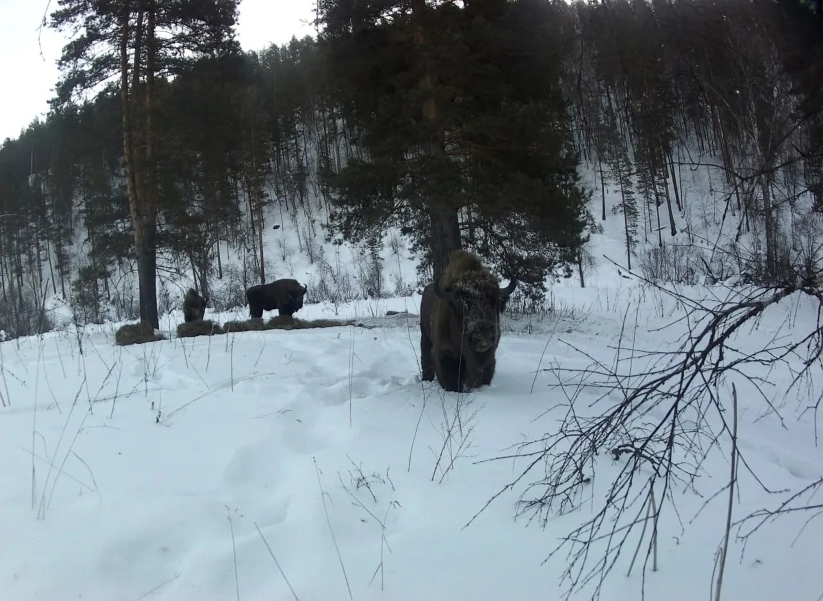 Краснокнижные зубры уверенно осваивают леса Южного Урала